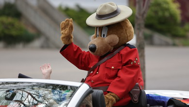 Photo d'ours prudent assis dans une voiture et saluant la foule.