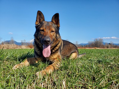 police dog kanto laying in grass