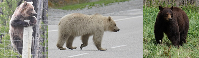 Grizzly bear on fence, white Grizzly bear crossing highway and Brown bear at roadside
