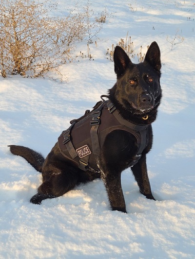 Police Dog Neeka, a black German Shepherd sitting in the snow 